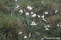 VBS_1192 - Fioritura narcisi a Castelnuovo Nigra 2023